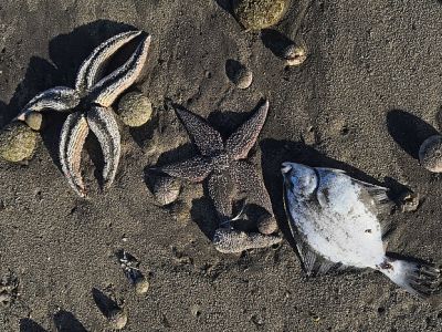Камчатка, мертвие морские животные. Фото: Анна Стрельченко/ТАСС